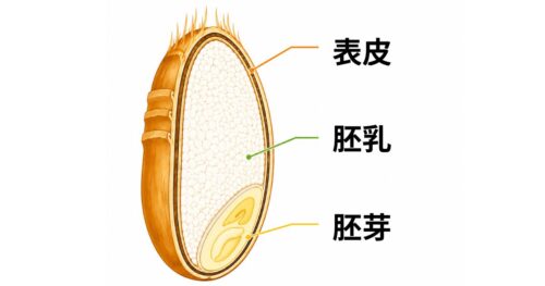 小麦粒の構造を現した図