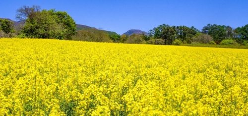 圧搾一番搾りなたね油をつくる菜の花畑のイメージ
